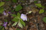 Wild geranium